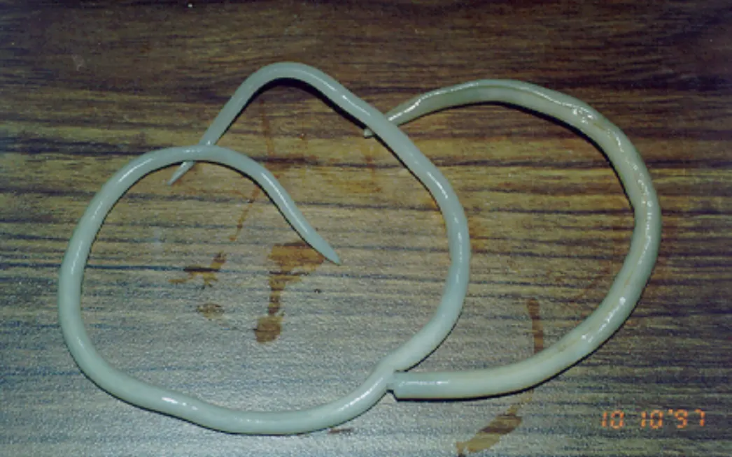 Two long, smooth, pale round worms lying in loops on a wooden table