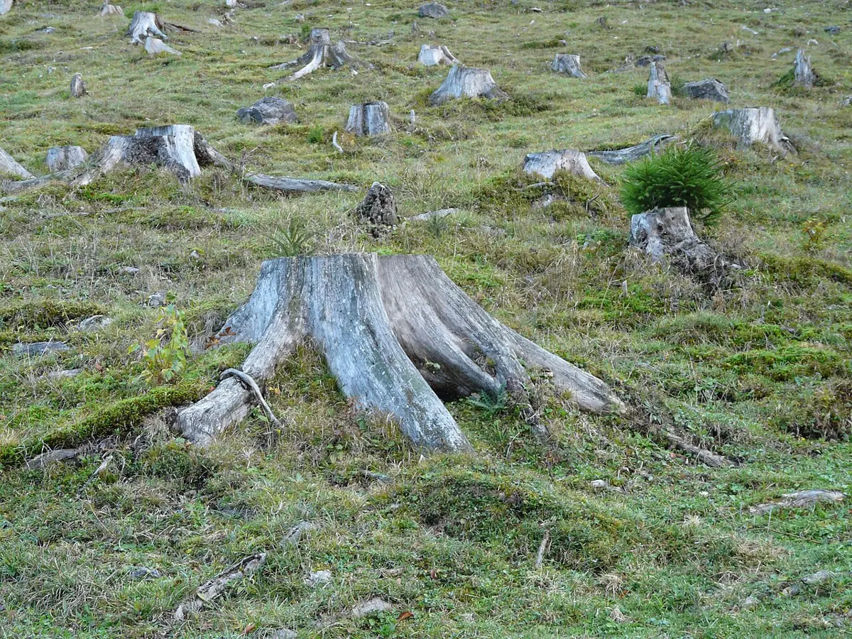 A grassy slope covered with the gray stumps of cut trees, with no trees left standing