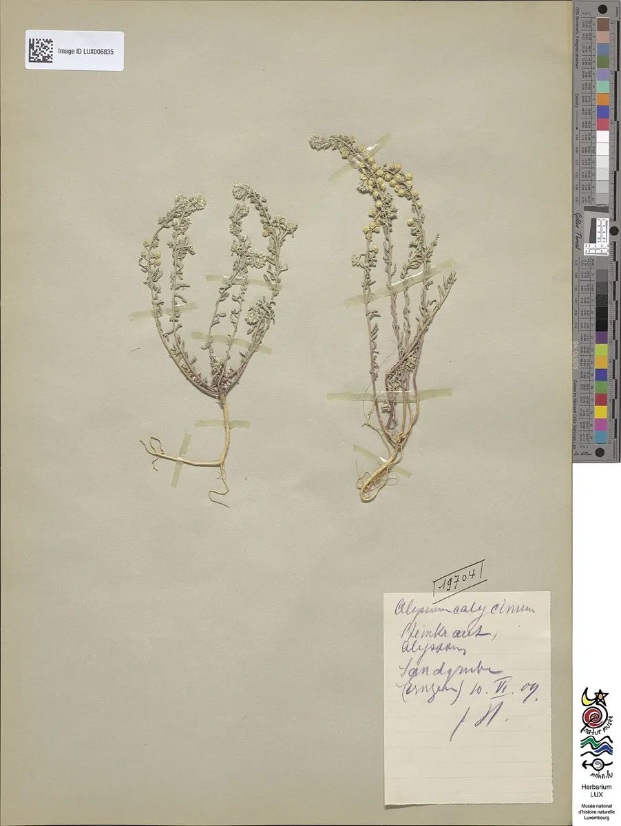 A dried, pressed plant with roots, thin stems, small leaves and seed pods, stuck on a sheet of paper with a handwritten label