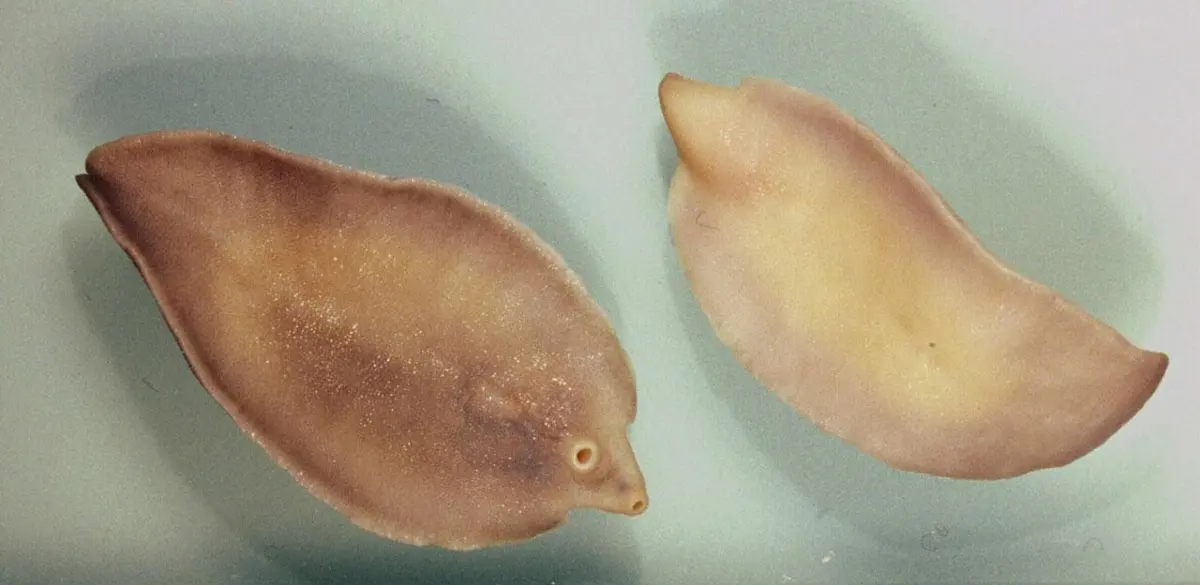 Two flat, leaf-shaped brown worms lying side by side