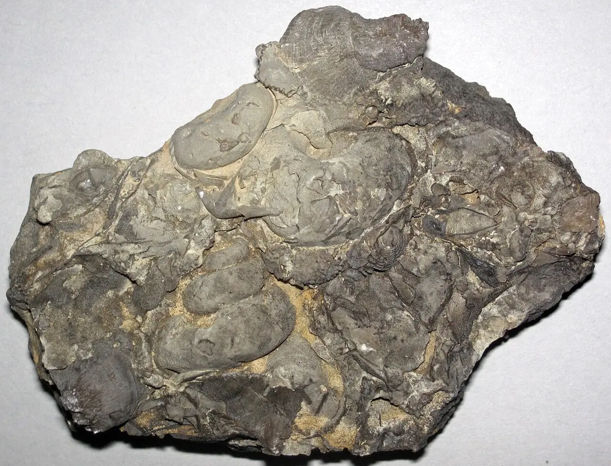 A gray lump of rock packed with the rounded, ribbed shells of small sea animals