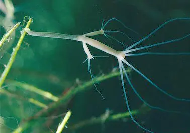 A pale hydra hanging from a water plant, with very long thin tentacles round its mouth and two small buds on its side, each with its own tentacles