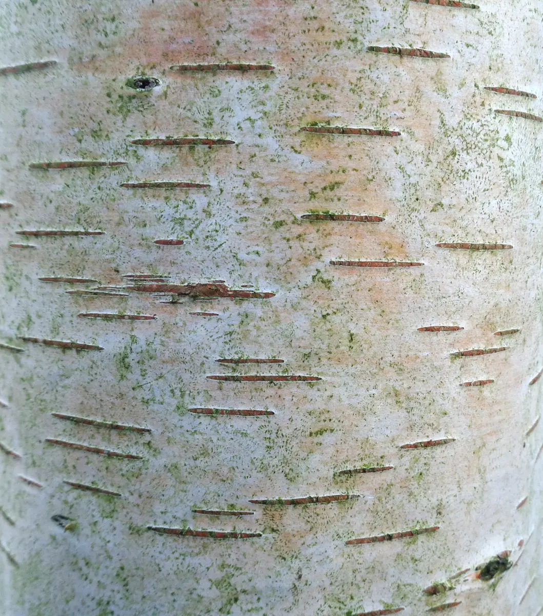 Pale birch bark crossed by many short, dark horizontal lines