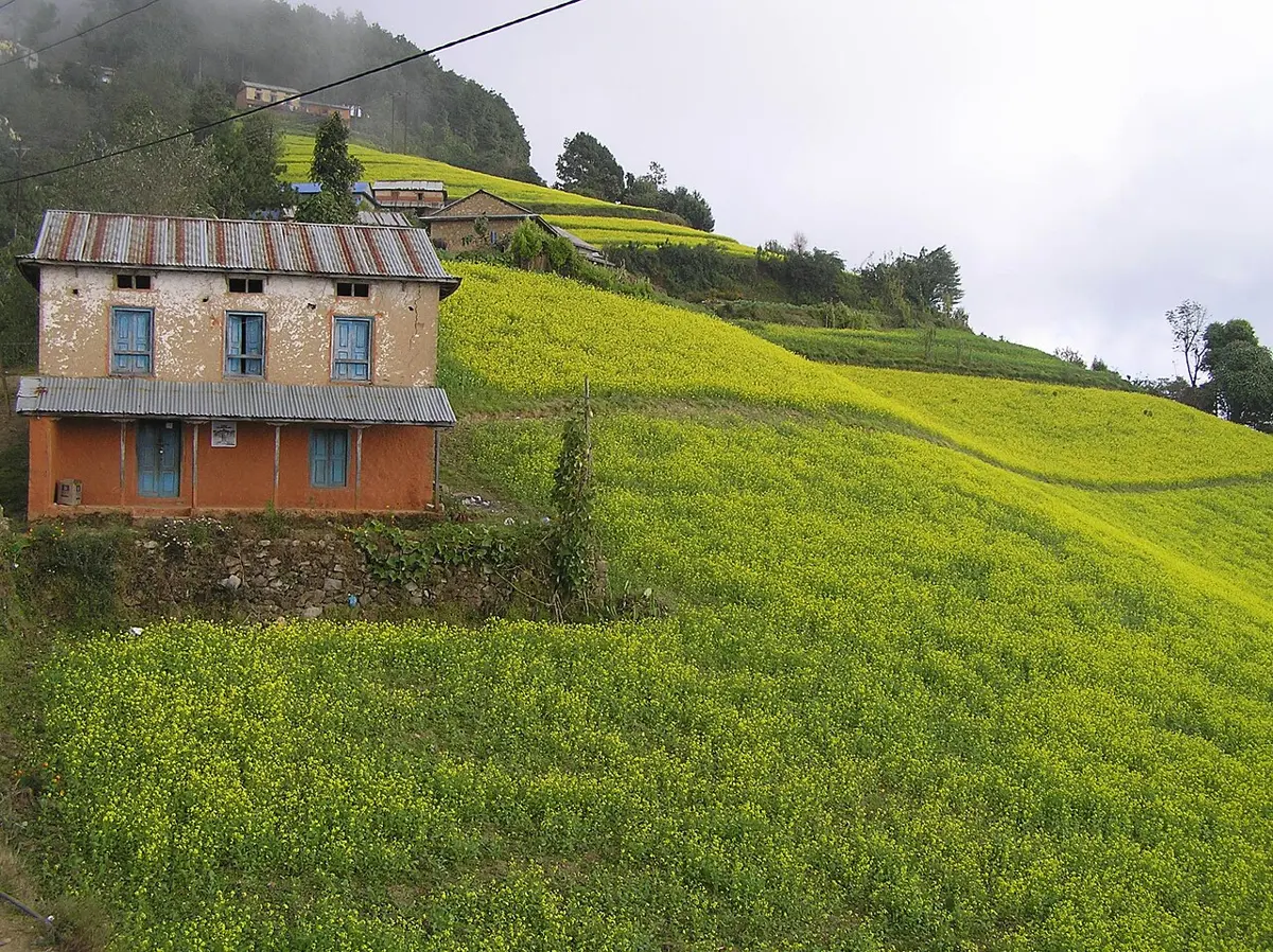 Terraced fields of yellow-flowering mustard on a hillside, with a brick farmhouse at the top