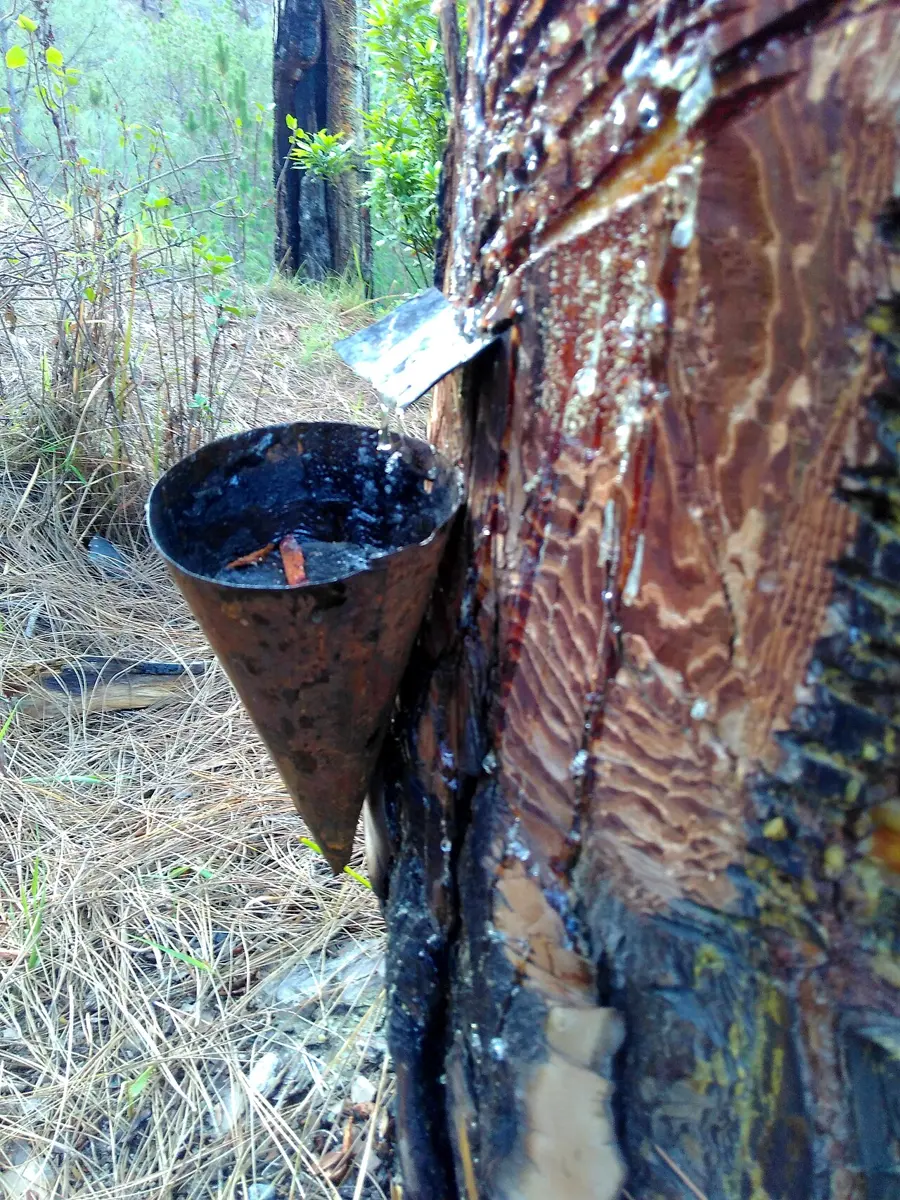 The trunk of a pine tree with the bark cut away in a strip, and sticky resin running down into a cup