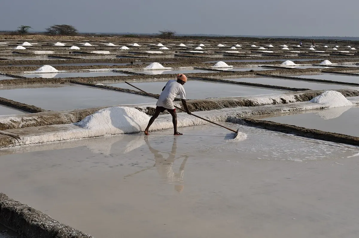 A worker raking white salt in a shallow, flat pool at a salt works