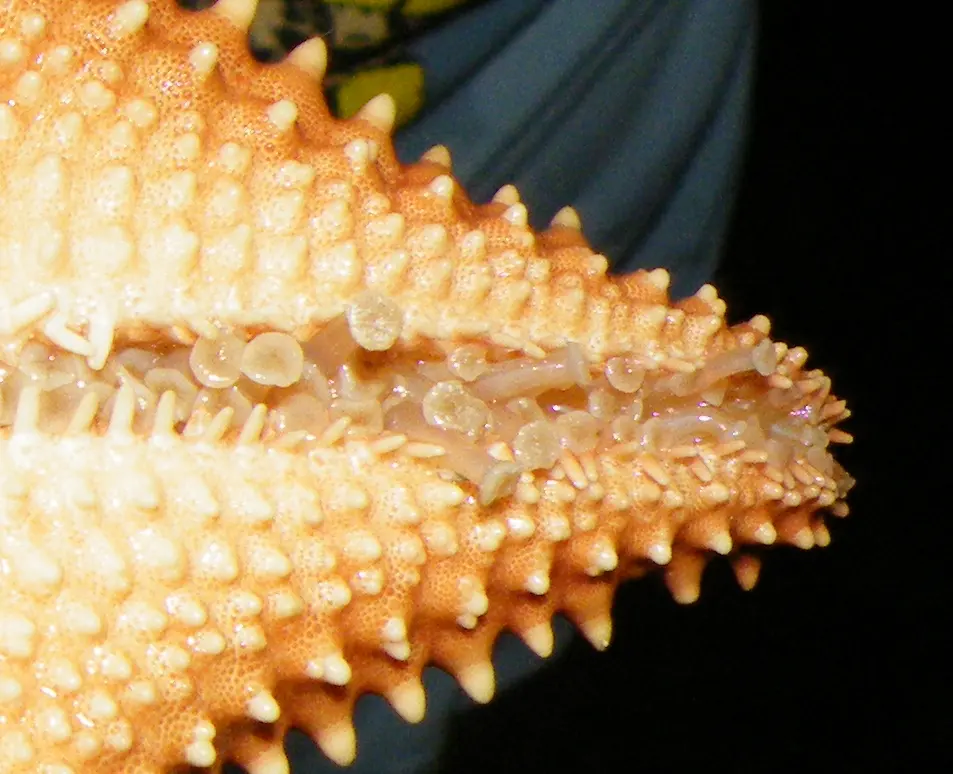 Close-up of the underside of a starfish arm, with a groove lined with rows of small tube feet