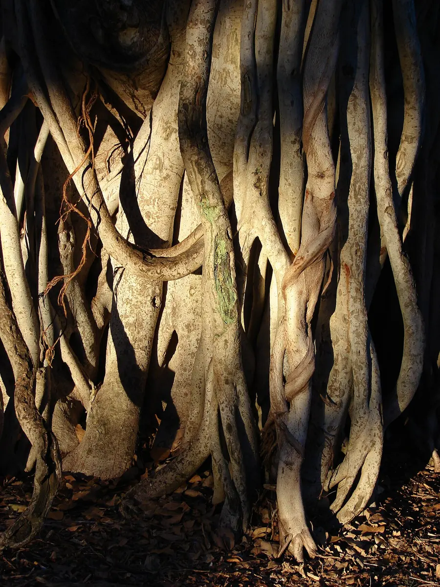 The base of a banyan tree, its trunk made of dozens of thick roots that have come down from above and grown together