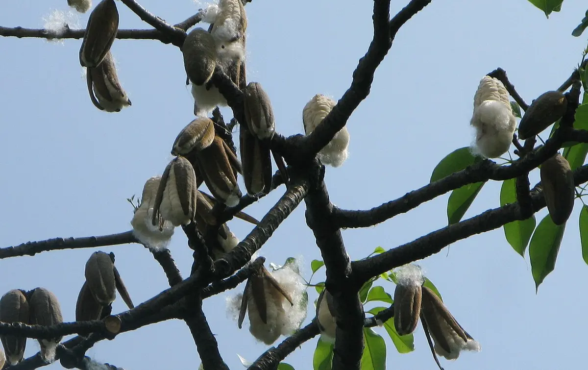 निलो आकाशमा रुखका नाङ्गा हाँगा, जसमा फुटेका गाढा कोसाबाट सेतो भुवादार कपास निस्किरहेको छ