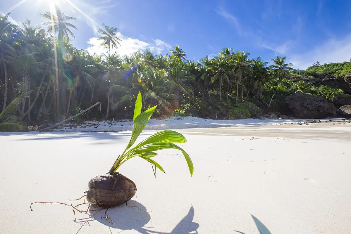 A coconut sprouting green leaves on a white sandy beach, with palm trees behind
