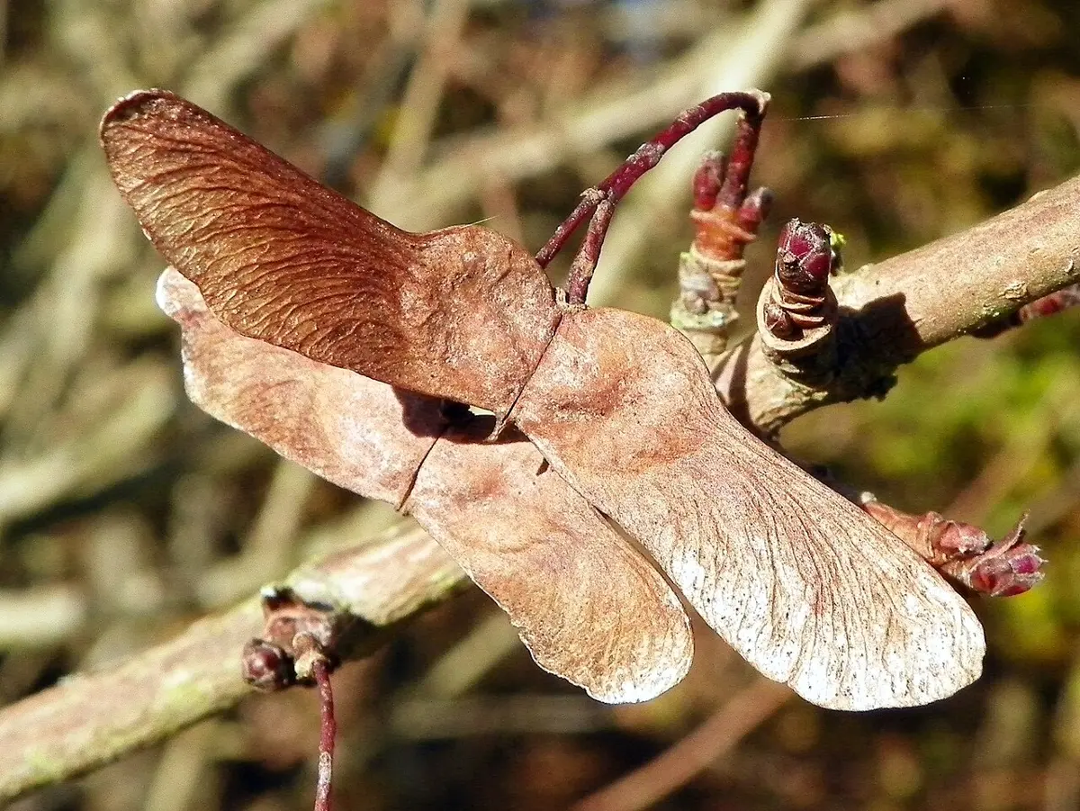 A pair of papery, wing-shaped maple fruits joined at the seed end, hanging from a twig