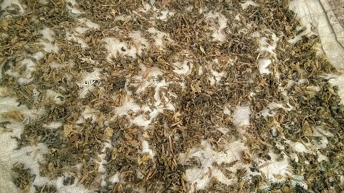 Crumpled, dark olive-green leaves spread out to dry on a sack in the sun