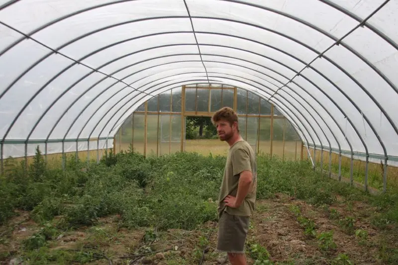 Inside a long tunnel of clear plastic sheet over curved metal hoops, with a man standing among young plants