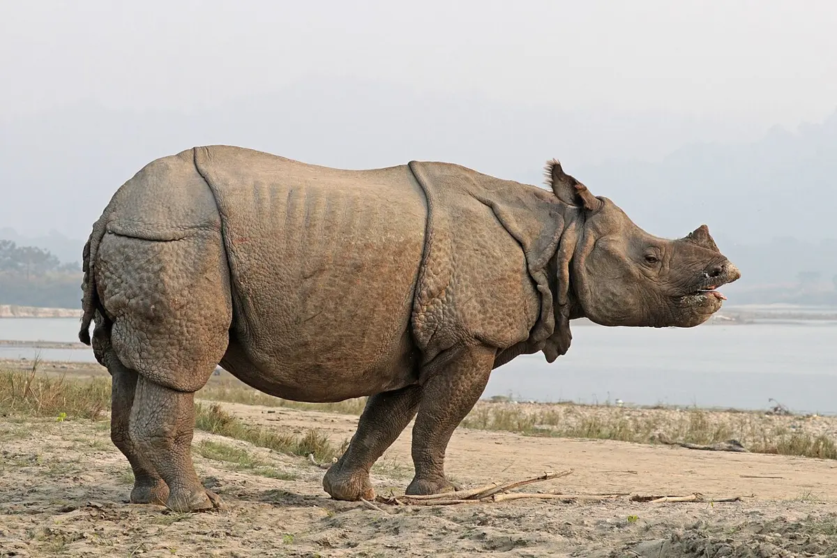 A one-horned rhinoceros with folds of thick skin standing on a sandy river bank