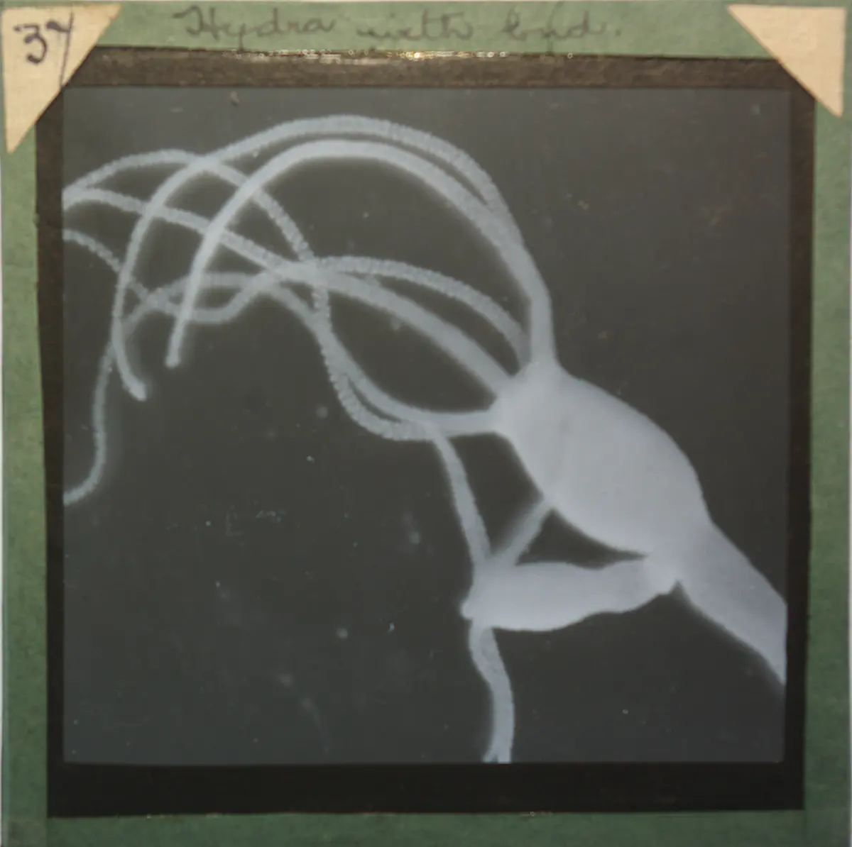 An old black-and-white glass slide photo of a hydra with long tentacles and a smaller hydra growing from the side of its body