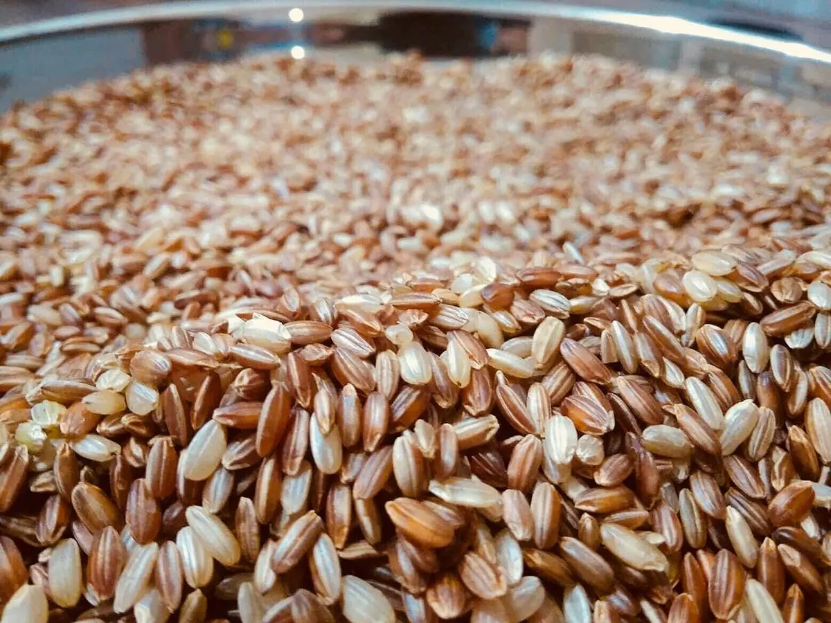 A heap of rice grains, most of them reddish-brown, some pale