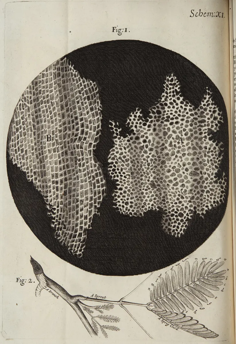 An old engraving: in a dark circle, two pale patches made of hundreds of tiny box-like compartments; below, a sprig of a plant