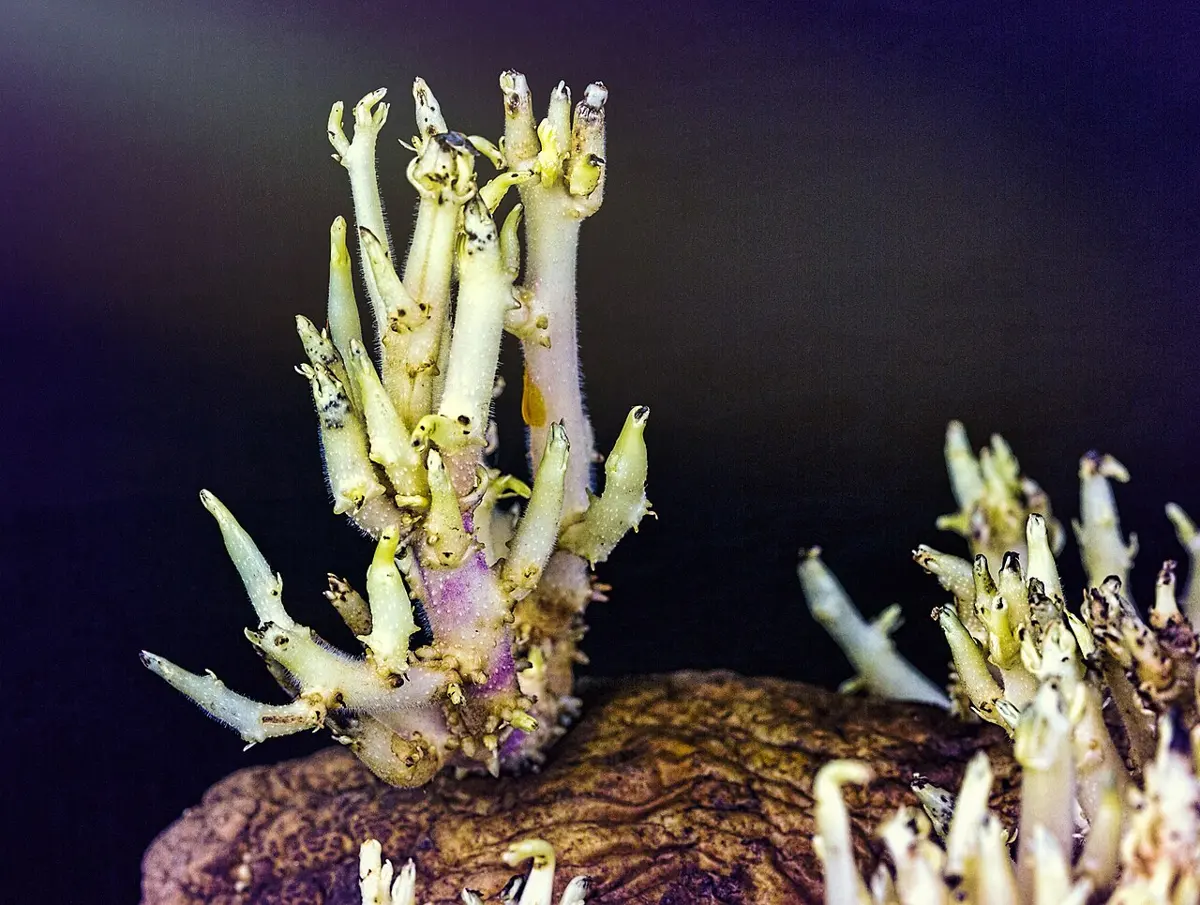 Close-up of an old potato with a dense cluster of pale shoots growing out of one of its eyes