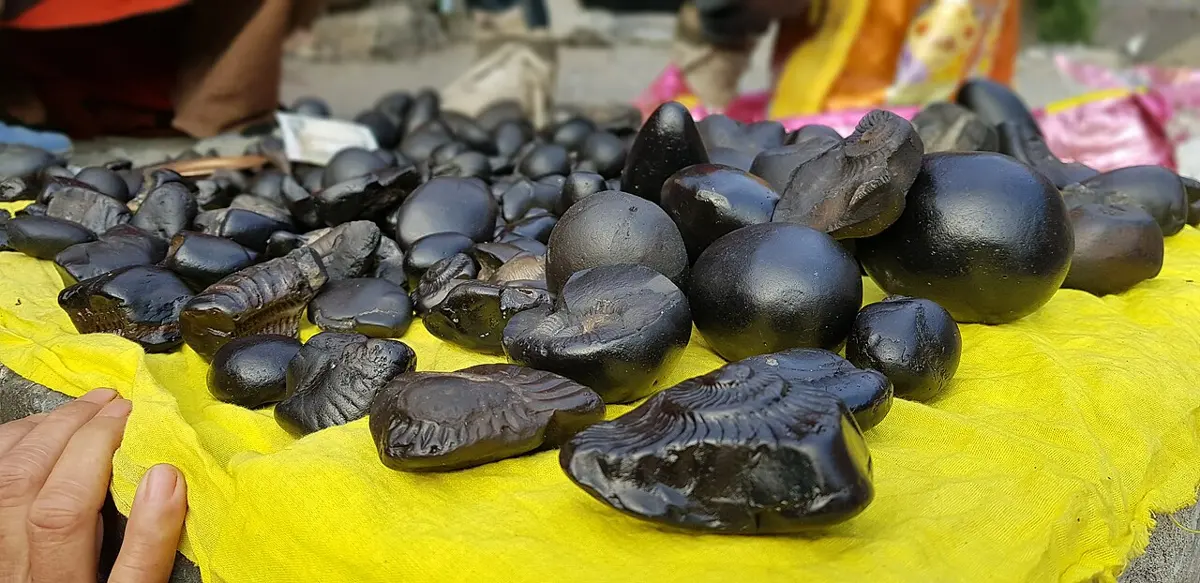 Smooth black stones laid out on a yellow cloth, several showing the ribbed, coiled shapes of fossil shells