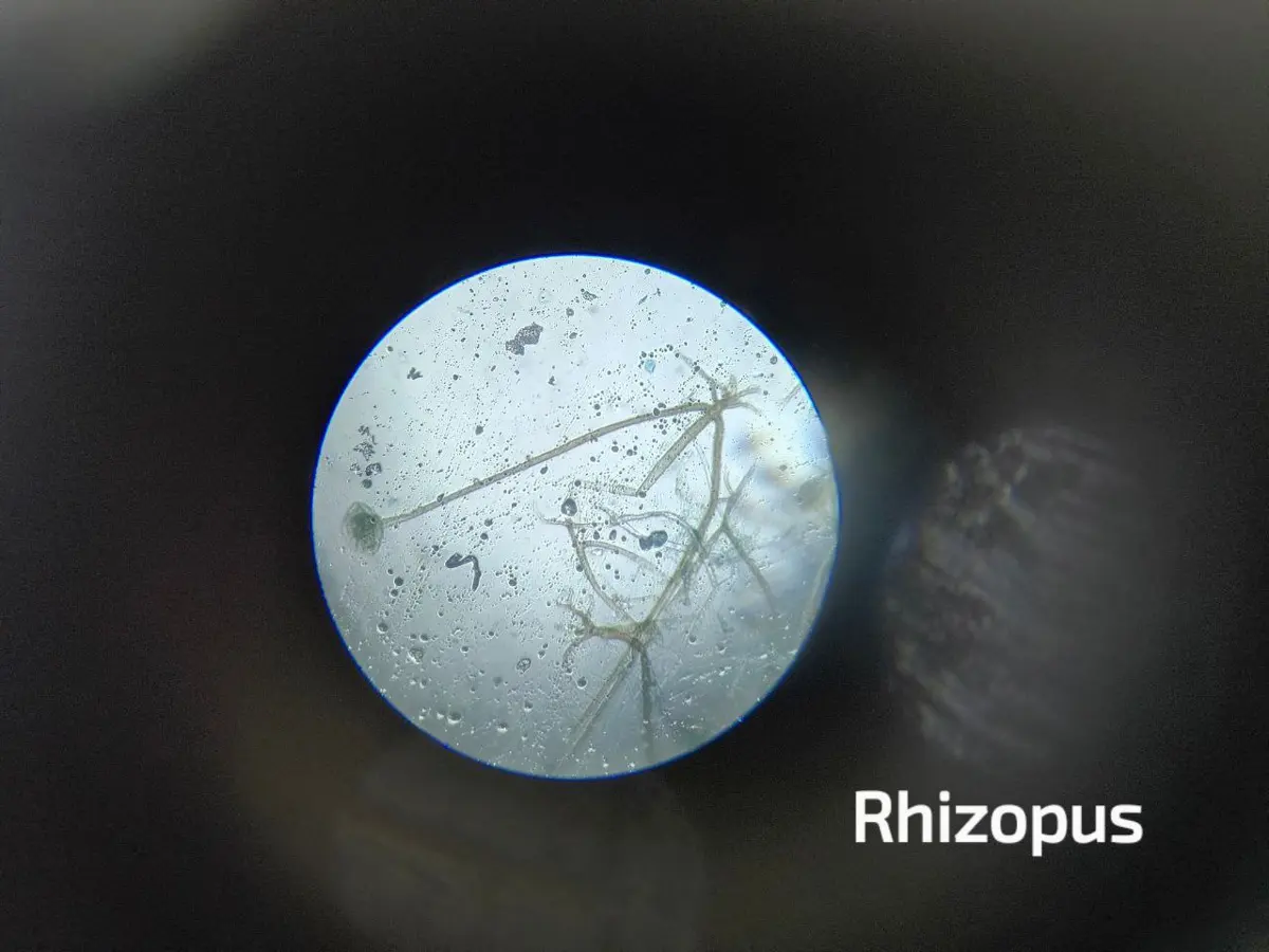 A microscope view of a thin stalk ending in a round dark head, the sporangium of bread mold