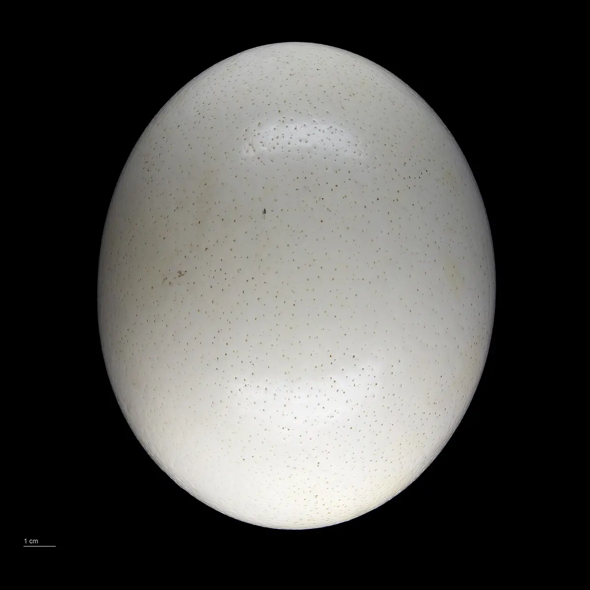 A large, smooth, cream-colored ostrich egg