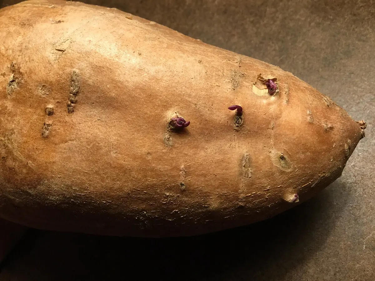 A sweet potato with several small reddish shoots sprouting from its skin