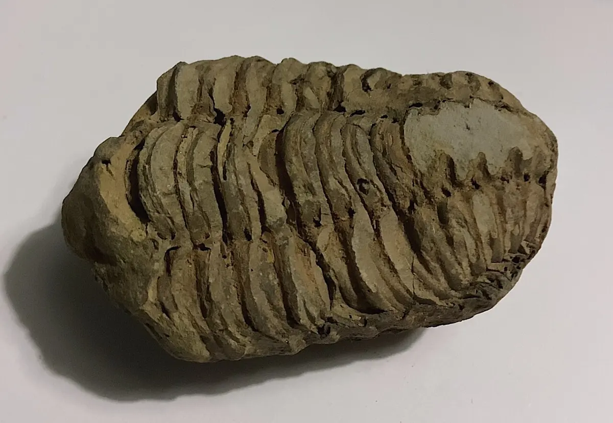 A fossil trilobite: an oval, segmented animal with a rounded head, pressed into gray rock