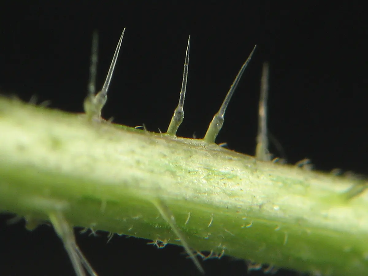 A green stem covered with long, glassy, needle-like hairs