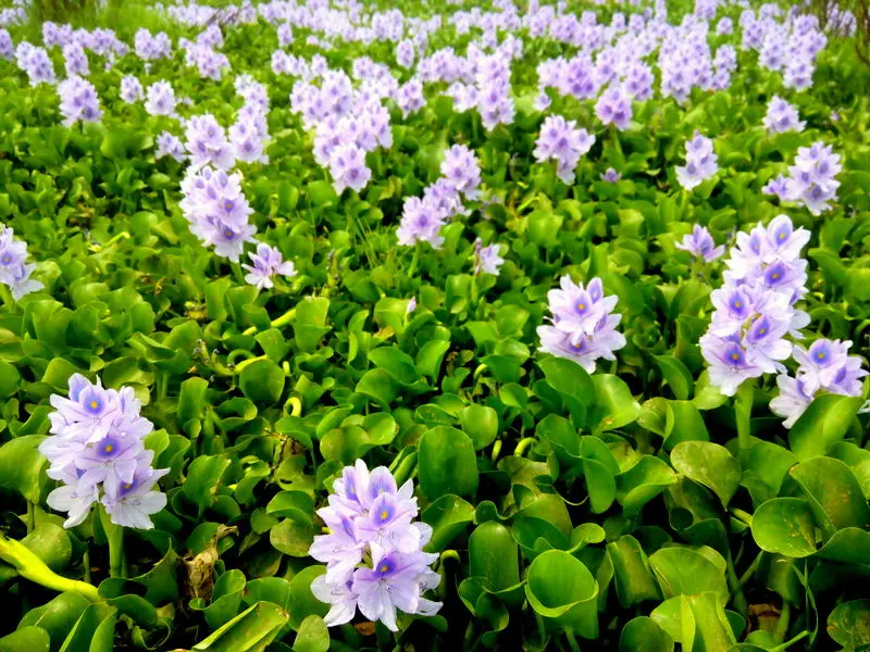 A pond completely covered by glossy green water hyacinth leaves and pale purple flowers