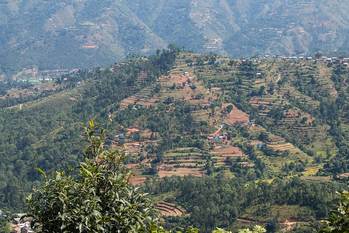 नेपालको एउटा पहाडमा तलतिर खुड्किलाजस्तै झरेका हरिया गरा