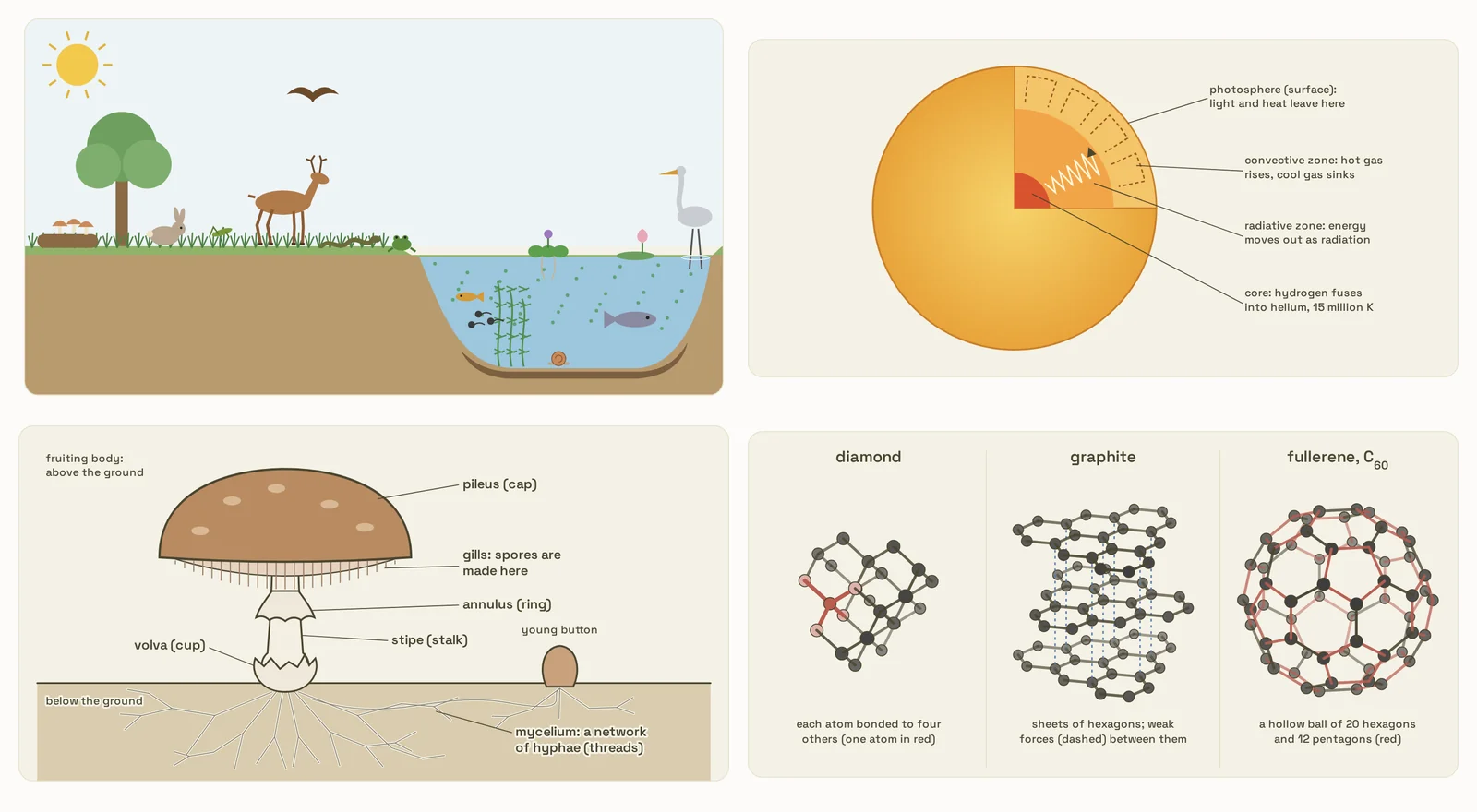Pages of the book: a pond and its bank as one ecosystem, the inside of the Sun, the parts of a mushroom, and diamond, graphite and fullerene