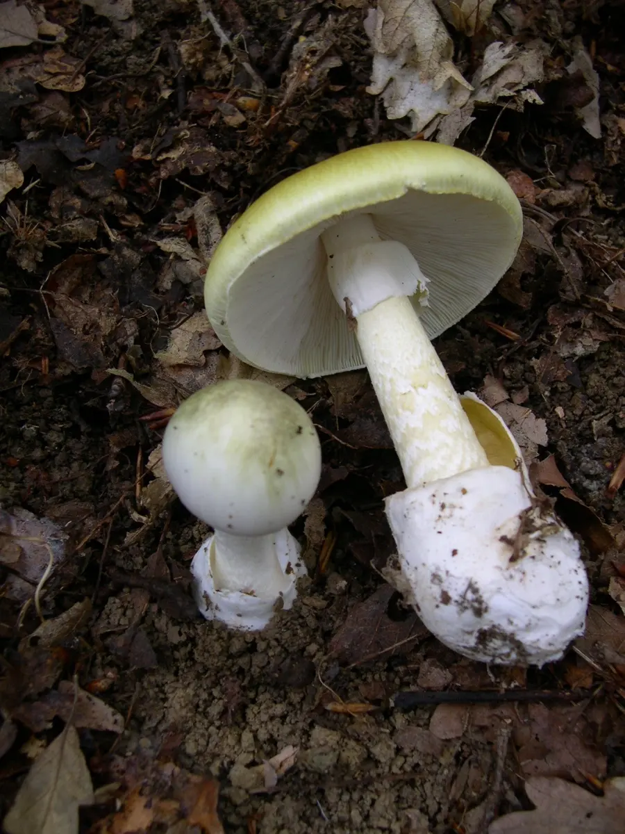 A mushroom with a smooth, pale greenish-olive cap, white gills, a white ring on its stem and a white cup at the base