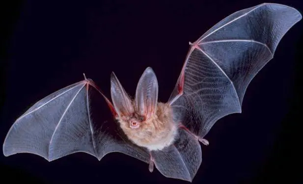 A small brown bat with very large ears flying, its mouth open