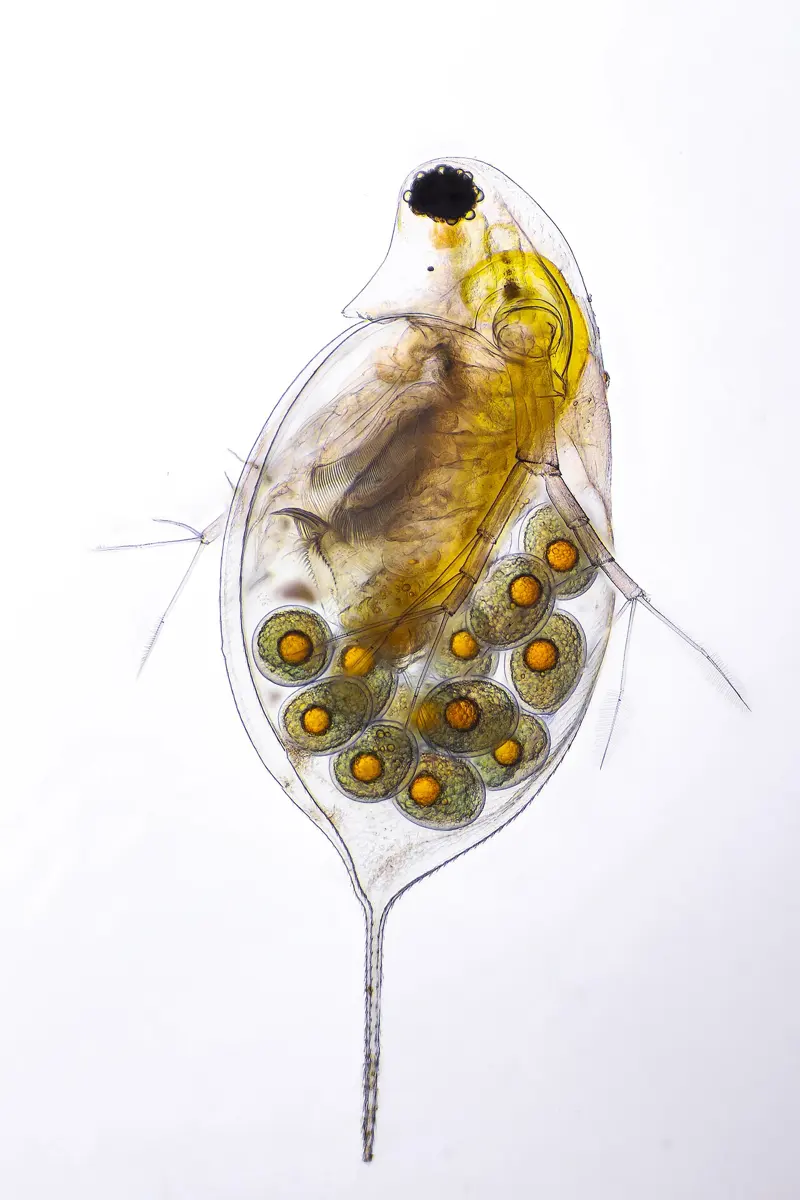 A tiny see-through animal with a dark eye, a clear shell and a cluster of round eggs inside