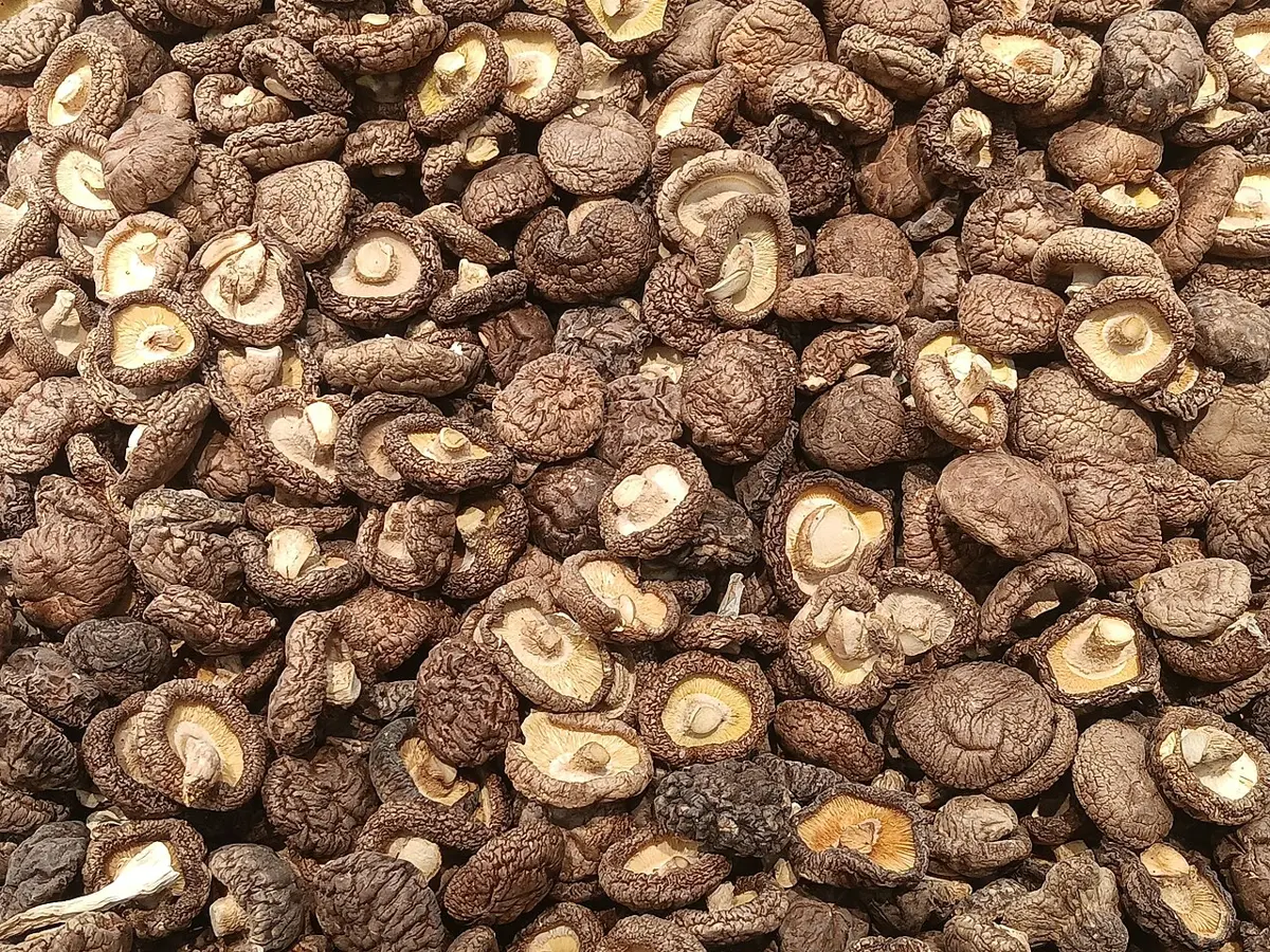 A heap of dried, shriveled brown mushroom caps