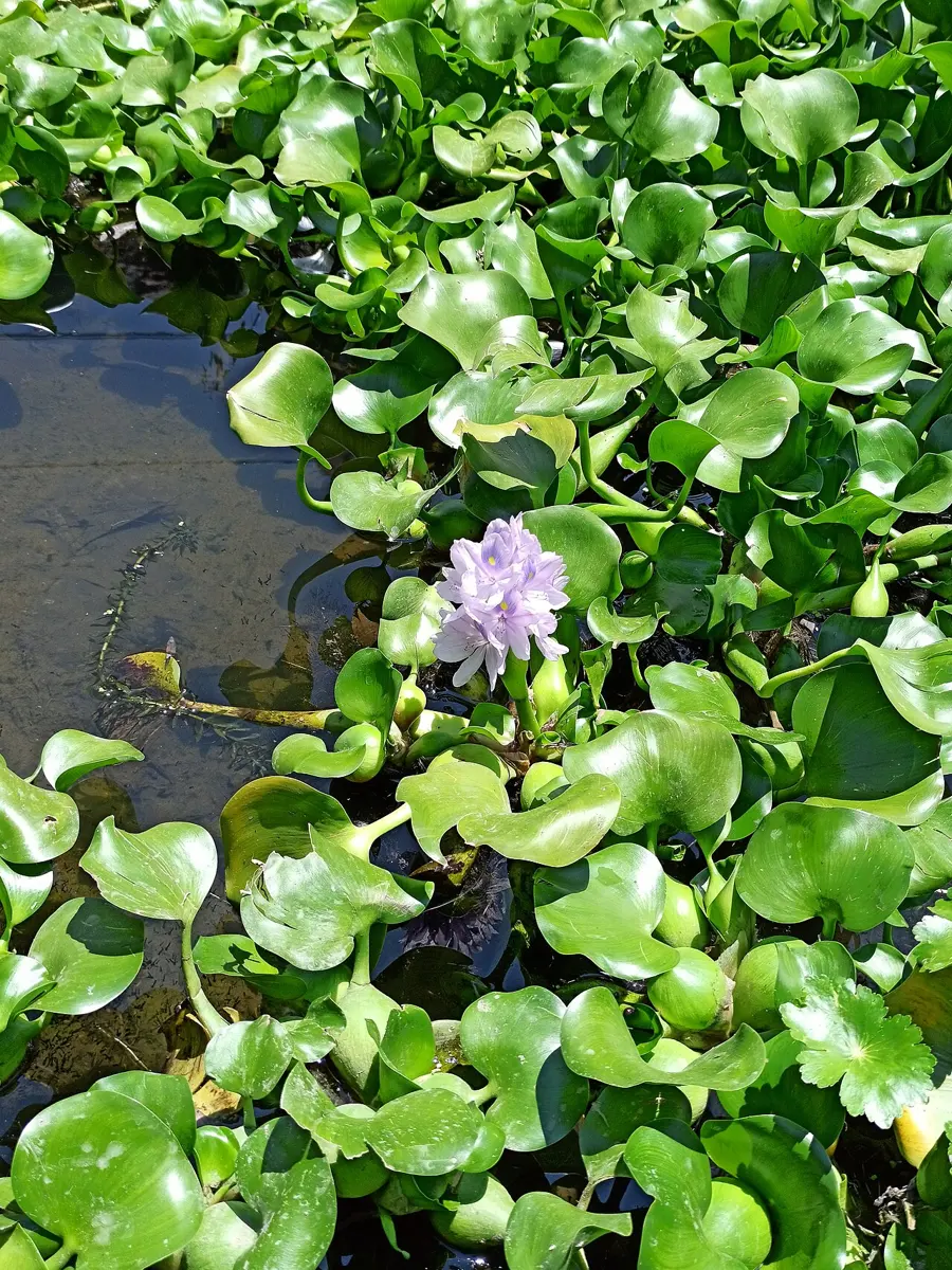 A mass of glossy round green leaves floating on dark water, with one pale purple flower