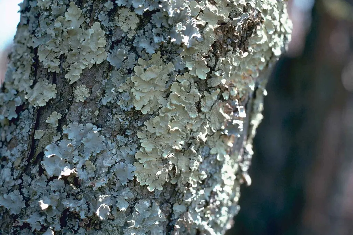 Gray-green crusty patches covering the bark of a tree trunk