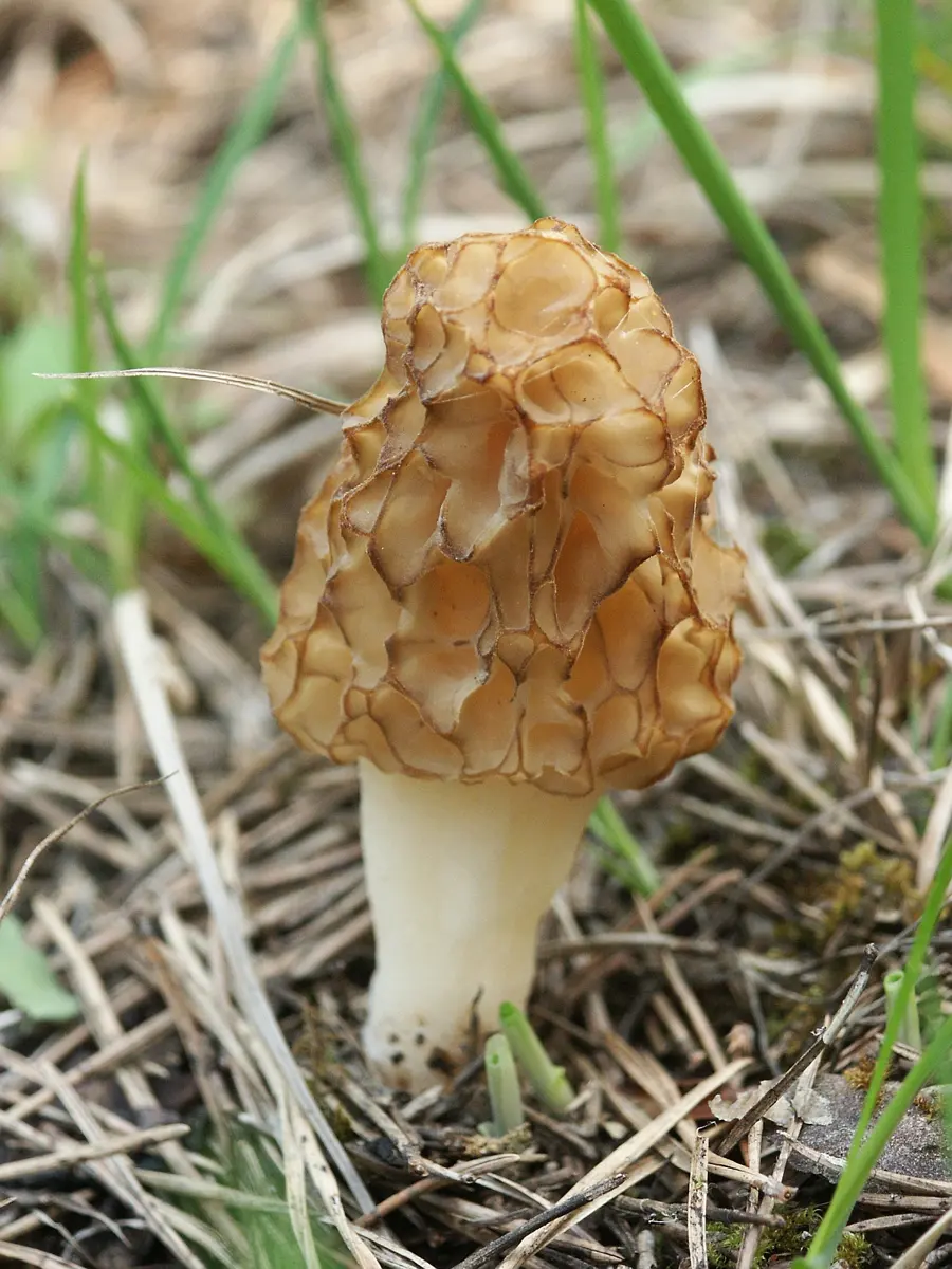 A pale yellow-brown morel mushroom with a cap covered in deep pits like a honeycomb, standing among dead leaves