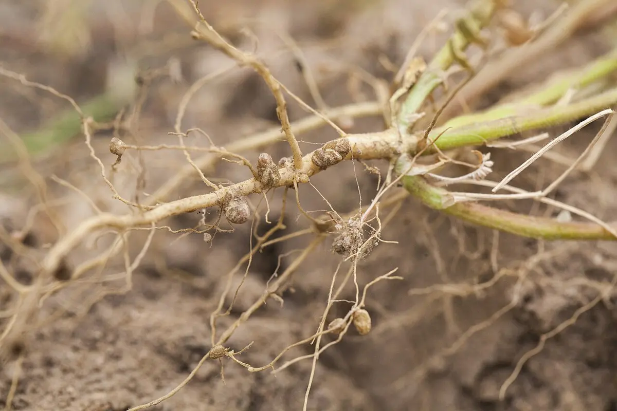 Pale roots of a young legume plant pulled from the soil, with small round brown lumps along them