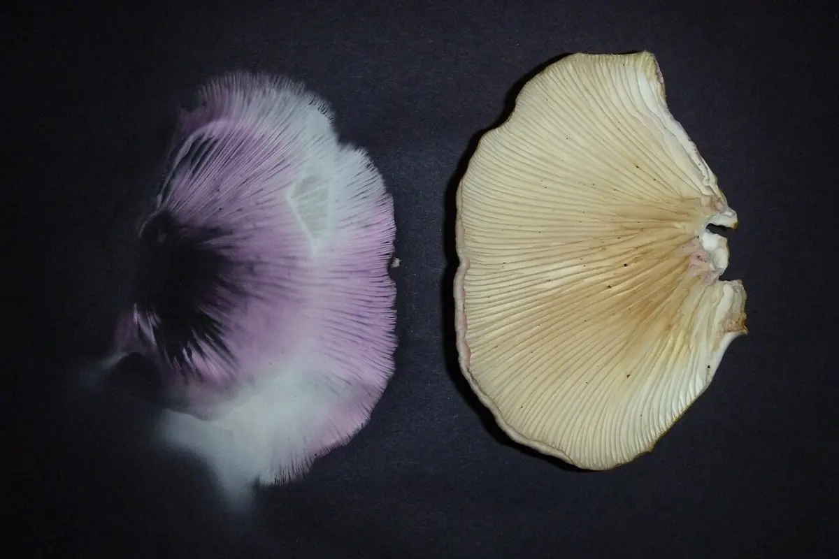 On black paper, an oyster mushroom cap lying gills up beside a fan of fine lilac and white lines left by its spores