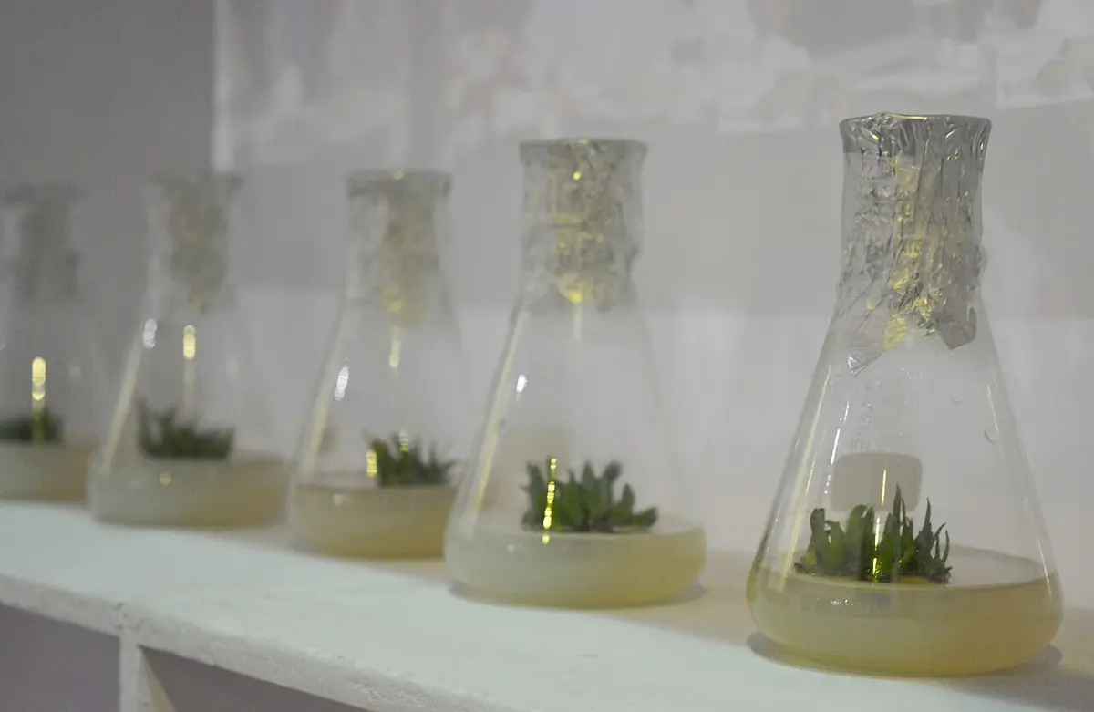 A row of glass flasks on a shelf, each with a few small green plantlets growing on a pale jelly at the bottom
