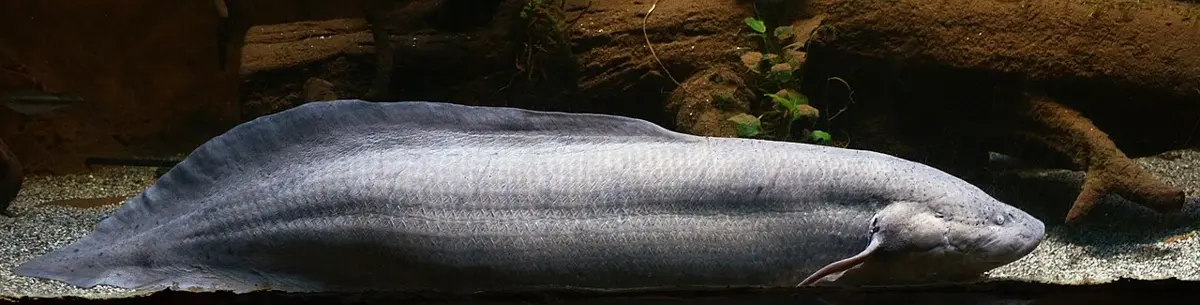 A long, eel-like gray-brown fish with thin, thread-like fins resting on gravel in an aquarium