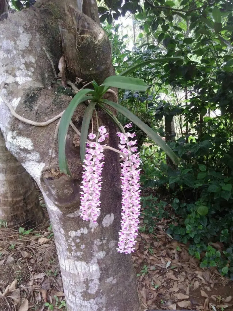 An orchid with long strap-like leaves and two hanging spikes of pink flowers growing on a tree trunk