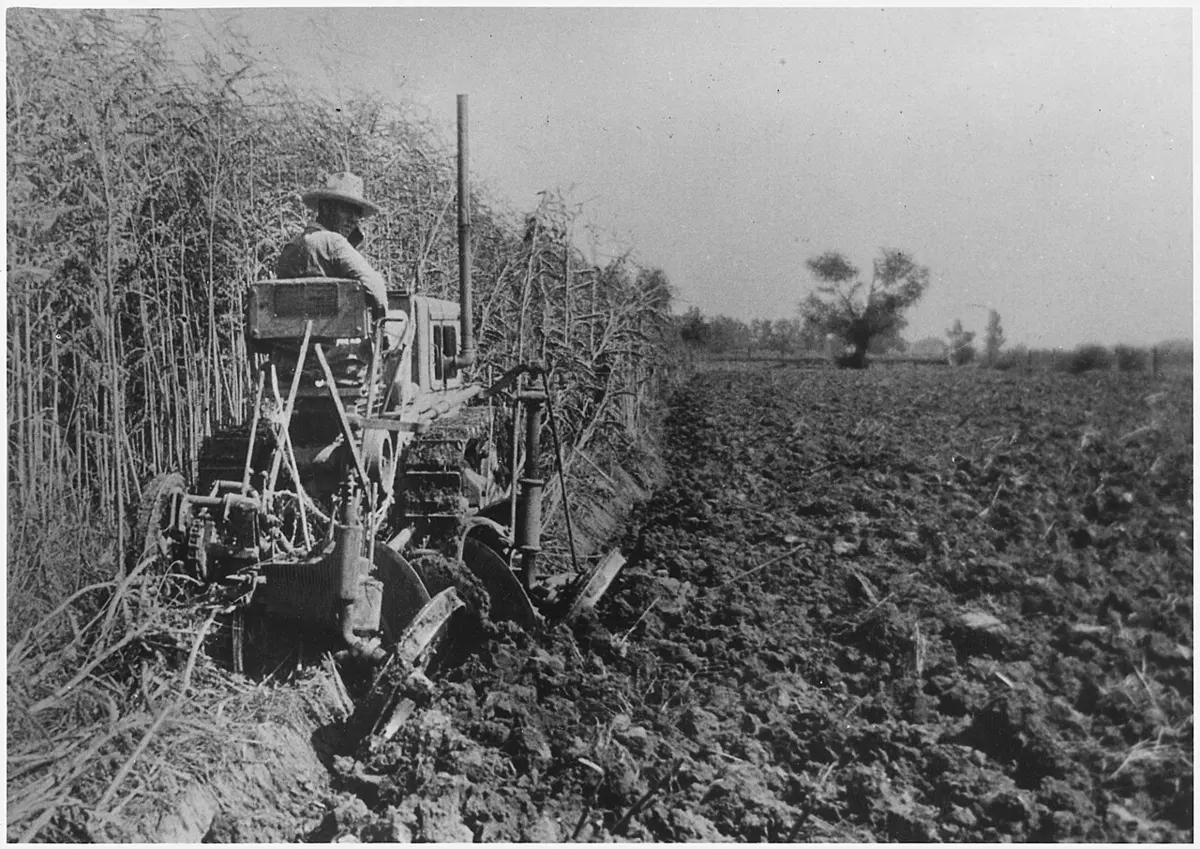 An old black-and-white photo of a tractor plowing a field of tall sesbania plants into the soil