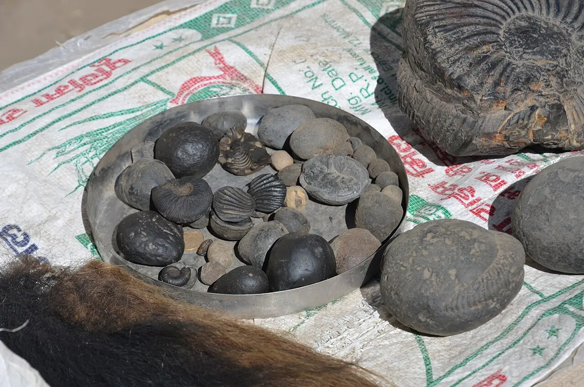 A tray of black stones for sale, several showing the ribbed, coiled shells of ammonites