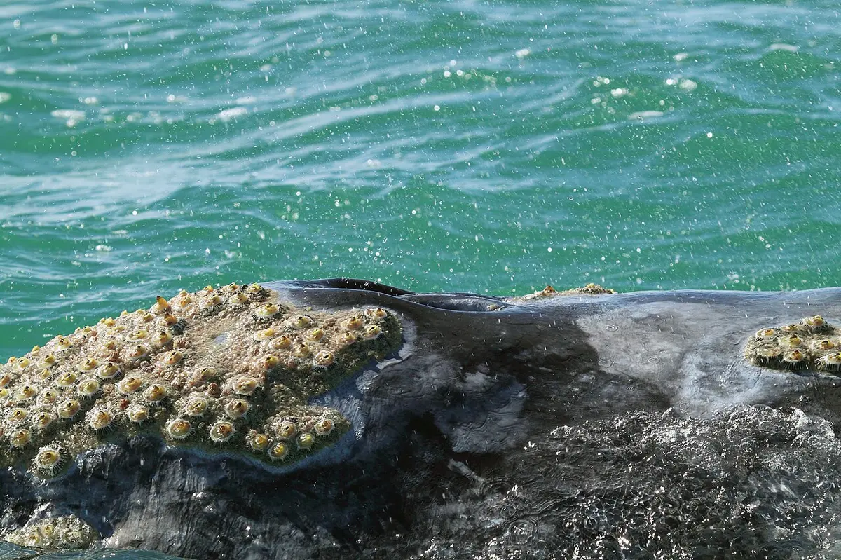 The gray back of a whale breaking the sea surface, crusted with clusters of pale barnacles