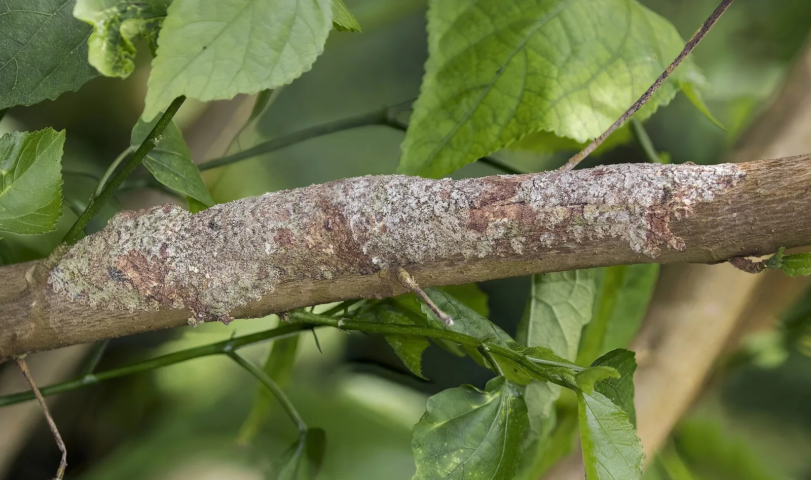 A mossy leaf-tailed gecko lying along a branch, its skin the color and texture of the bark