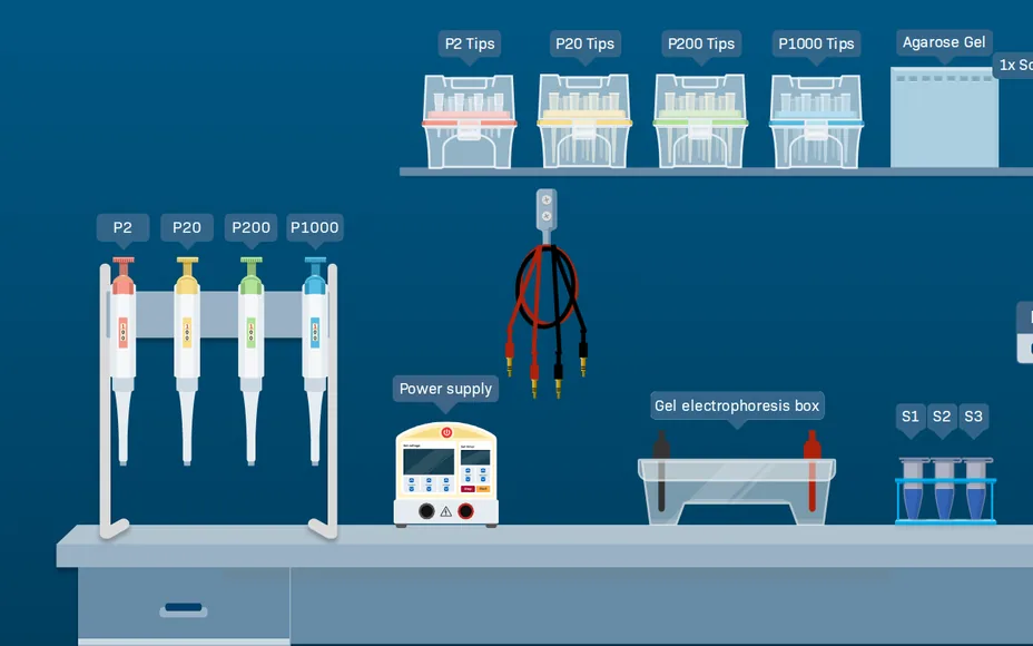 A virtual lab bench in LabXchange’s gel electrophoresis simulation, with pipettes, a power supply and a gel box