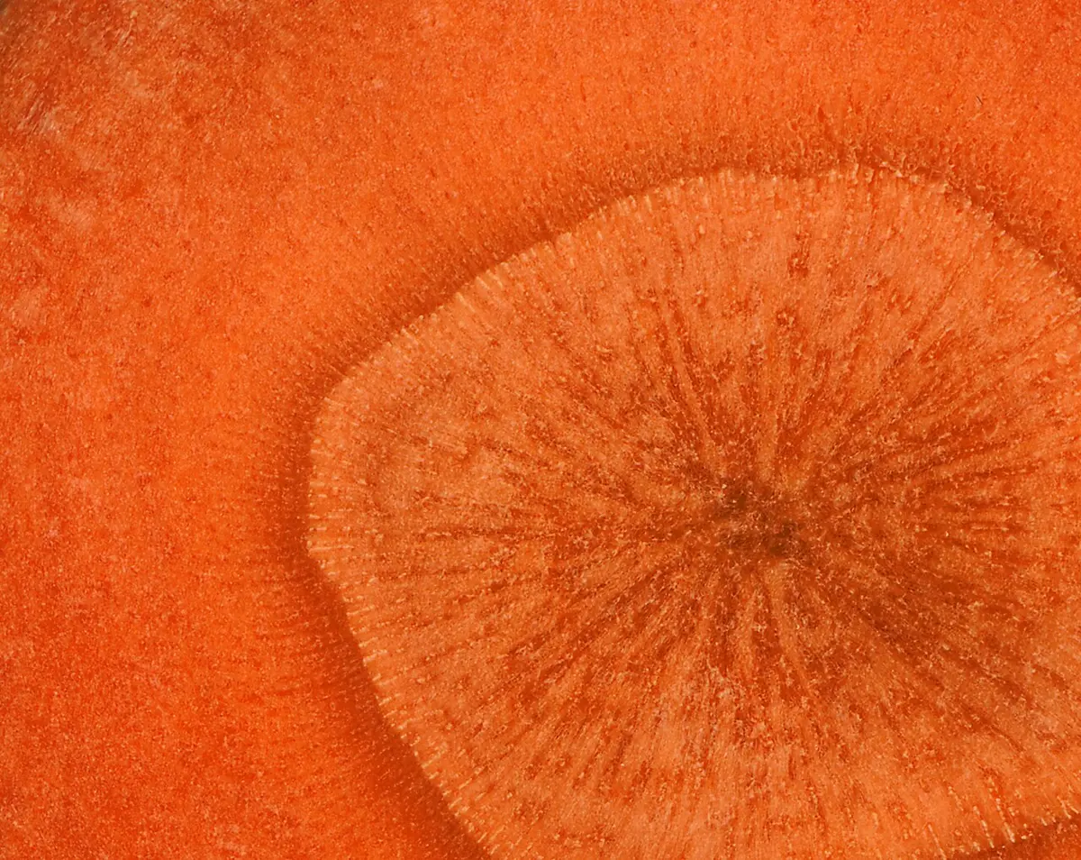Close-up of a cut carrot: deep orange flesh with a slightly paler orange core in the middle, its fine lines spreading out like the spokes of a wheel