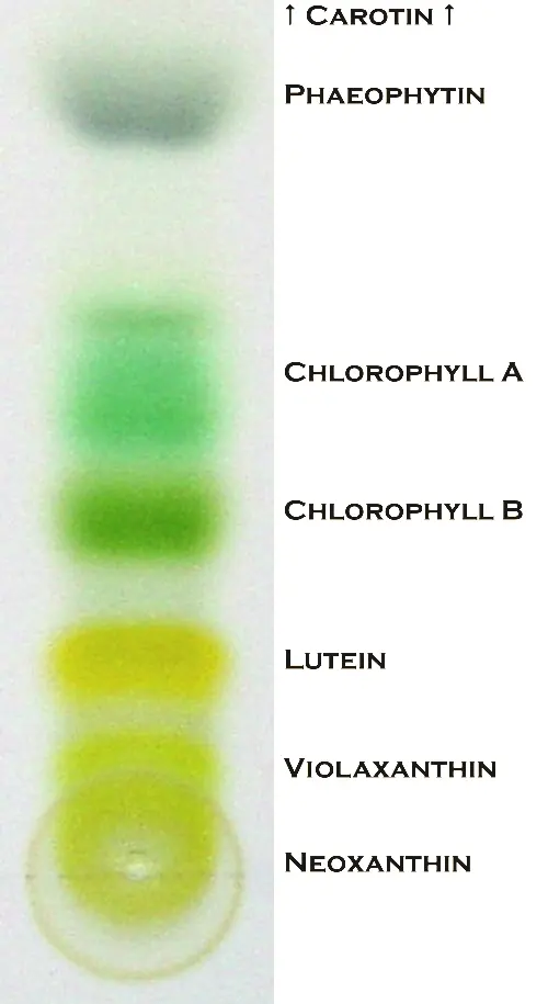 A white strip with colored bands from bottom to top: a pale yellow-green spot where the extract was put, then yellow bands, a dark green band, a blue-green band and a gray band near the top, with the names of the pigments printed beside them in German spelling